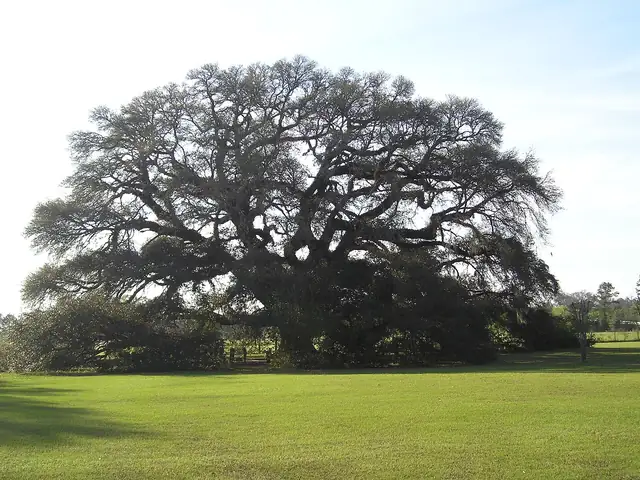A broad, spreading live oak standing alone on a green lawn under a pale sky.